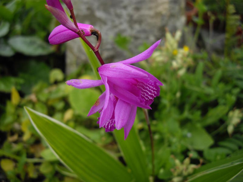 Bletilla striata